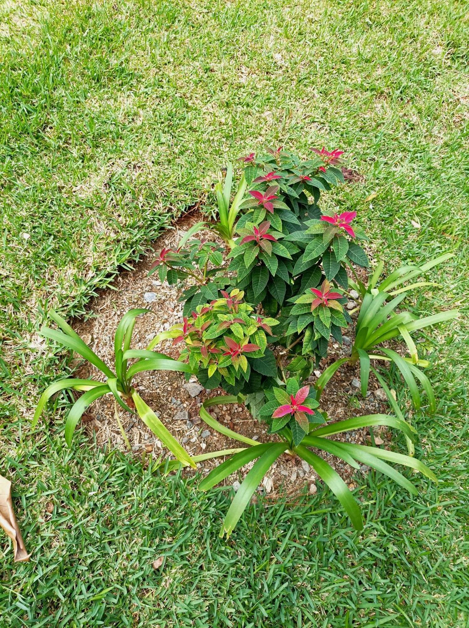 Apartamento Mi Hogar Jarabacoa Exterior foto